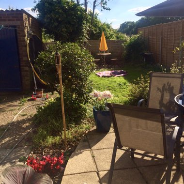 Charlotte's garden