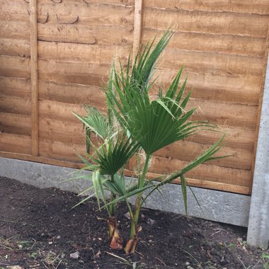 Mediterranean Fan Palm