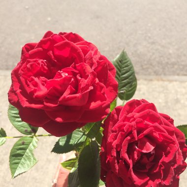 Camellia 'Red Red Rose'