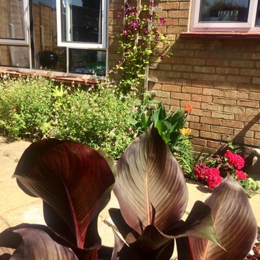 Charlotte's garden