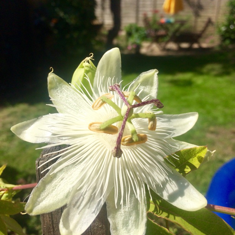 plant image 766296