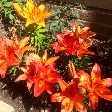 Lily (Asiatic)