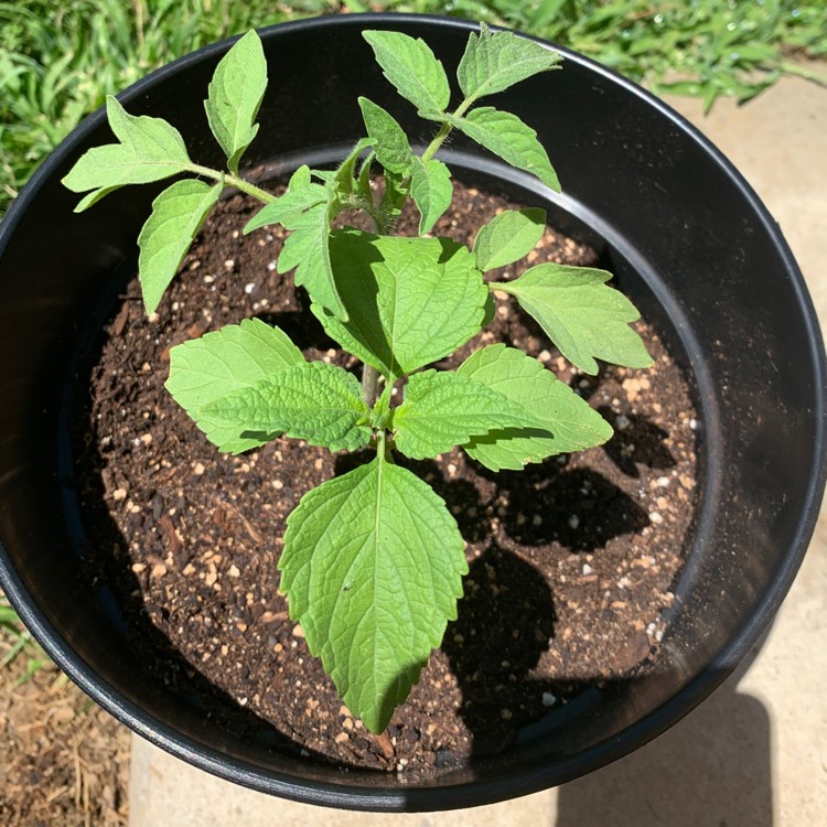 plant image 1144177 plant image 1144177