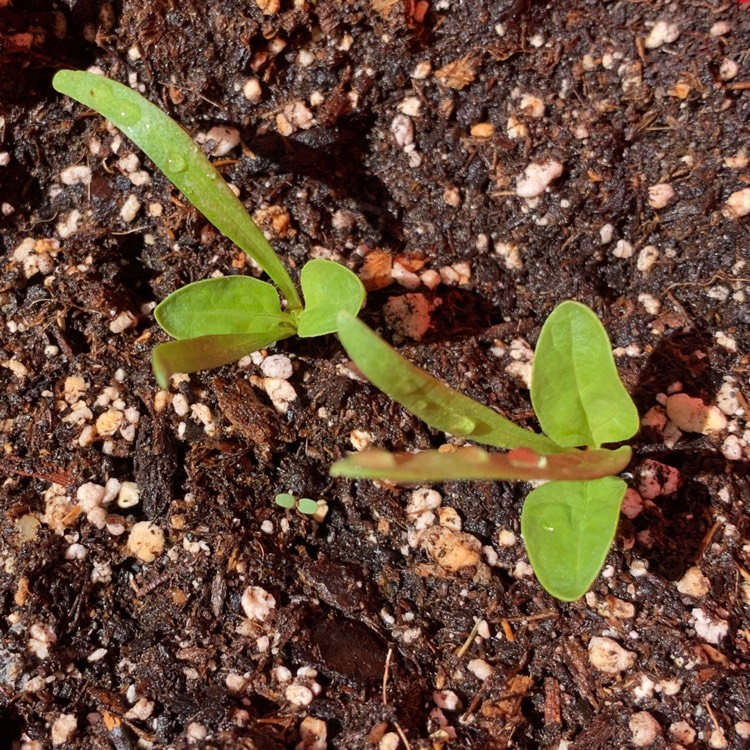 Plant image Spinacia oleracea 'Lazio'