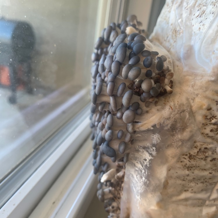Plant image Pleurotus Ostreatus