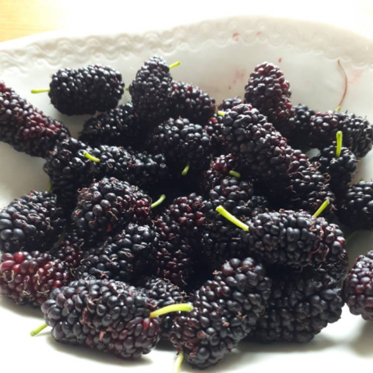plant image 1539649