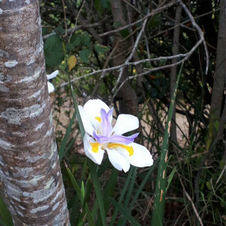 plant image 542972