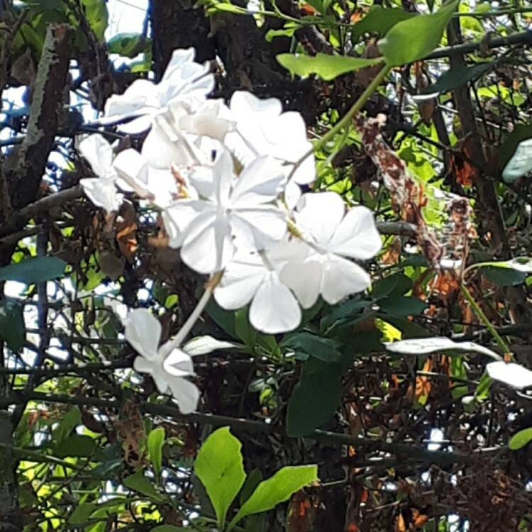 plant image 548504