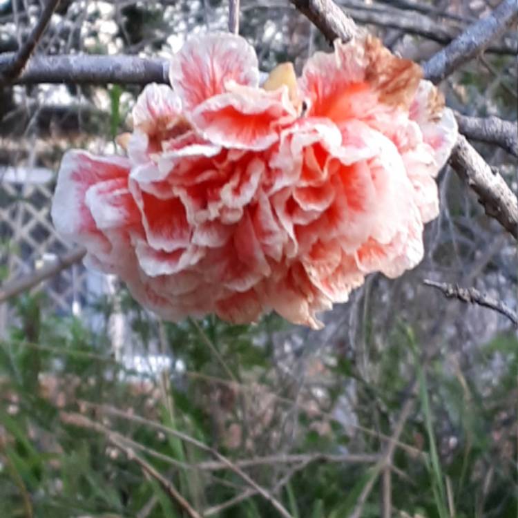 plant image 559387