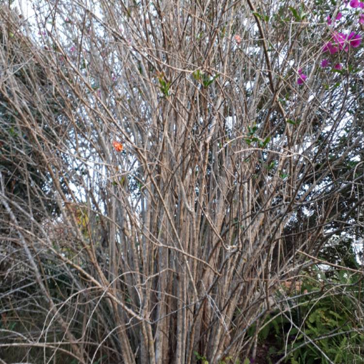 plant image 559394