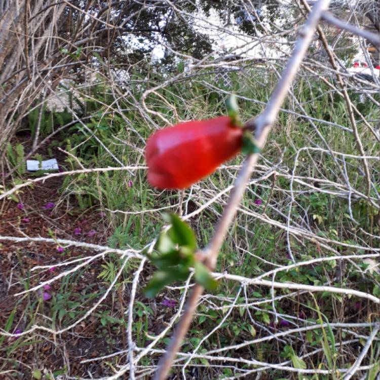 plant image 559399