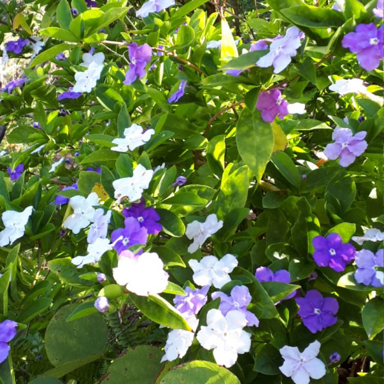 plant image 574395