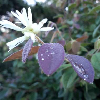 Loropetalum