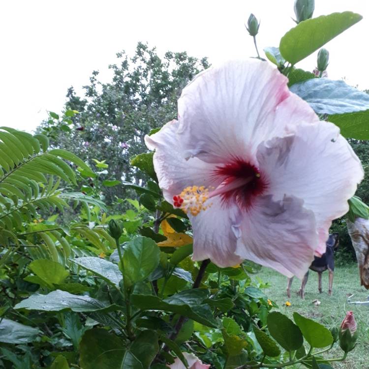 Plant image Hibiscus rosa-sinensis 'Creole Lady'