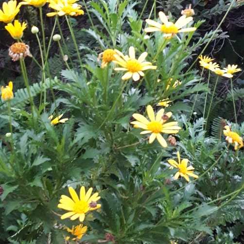 Plant image Euryops 'Jamaica Sunshine'