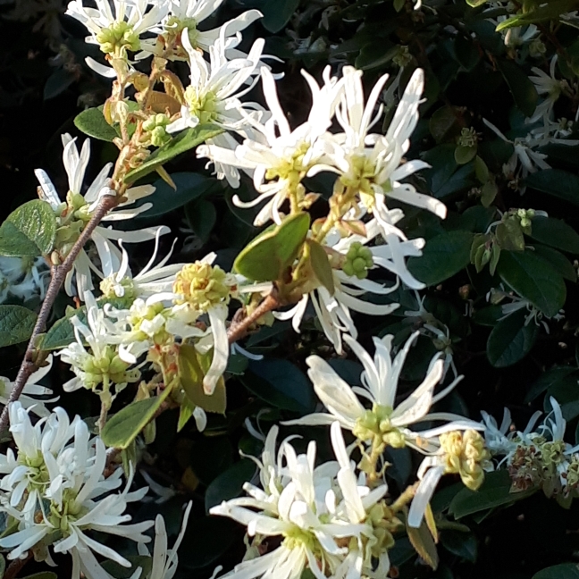 plant image 879279