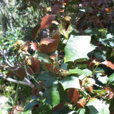 Alchornea ilicifolia syn. Alchornea aquifolia