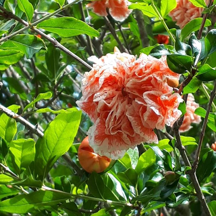 plant image 890040