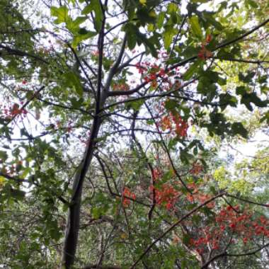 Brachychiton acerifolius