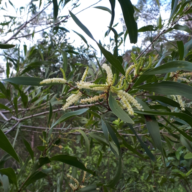 plant image 964619