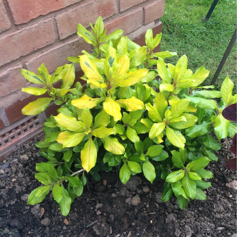 Escallonia 'Gold Ellen'
