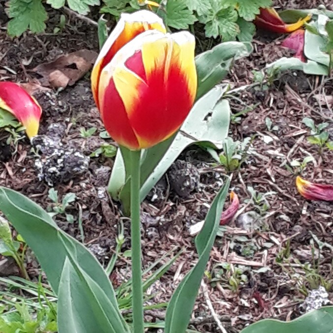 plant image 52863