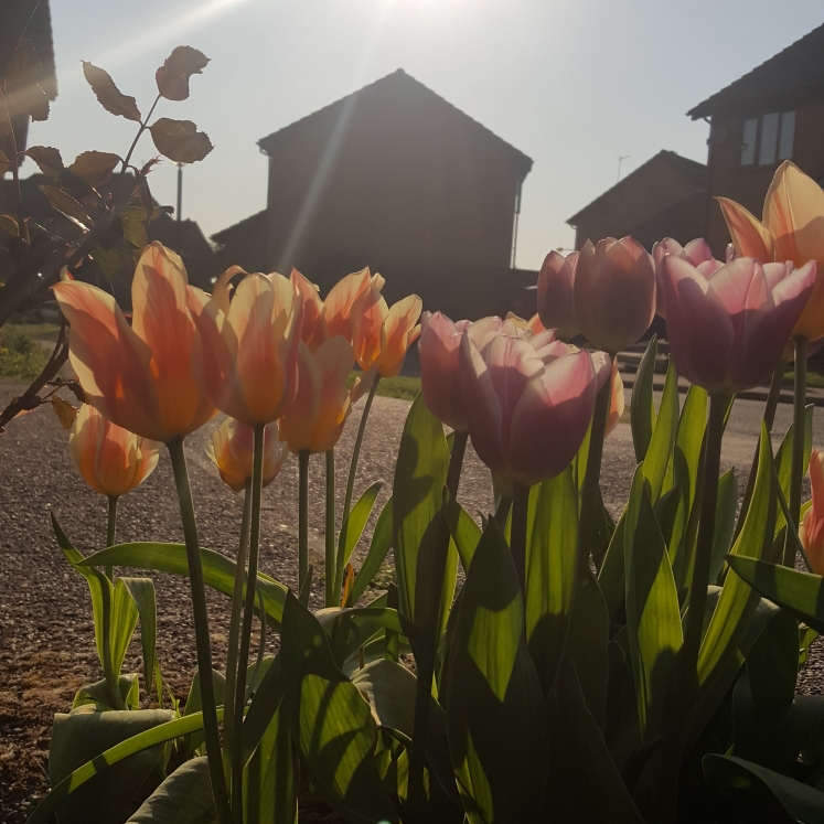 Plant image Tulipa 'Match'