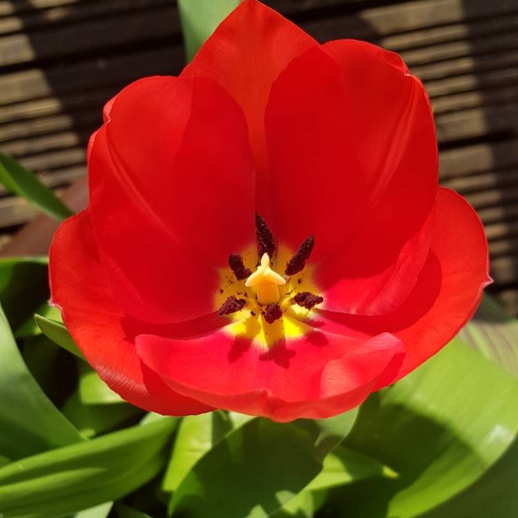 plant image 973345