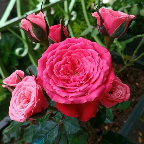plant image 771843