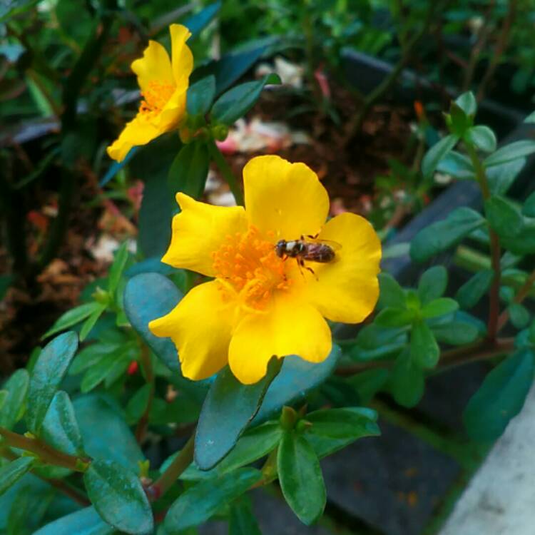 Plant image Portulaca oleracea 'Sun Jewels'