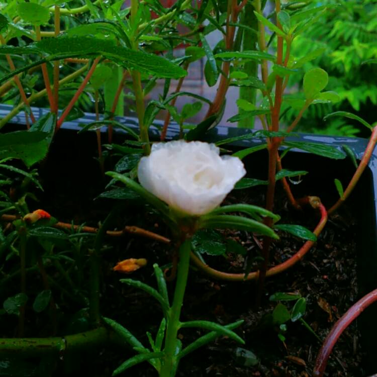 Plant image Portulaca grandiflora 'White'