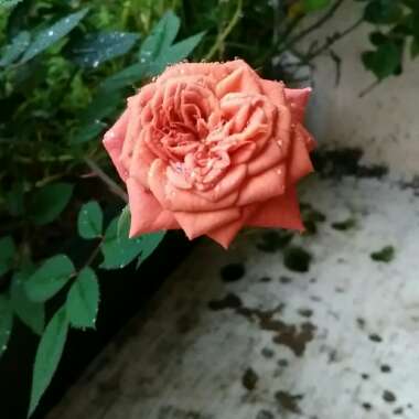 Floribunda Rose 'Brown Velvet'