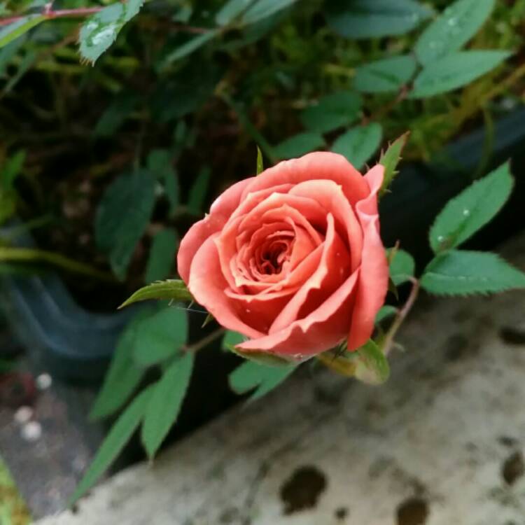 plant image 791979