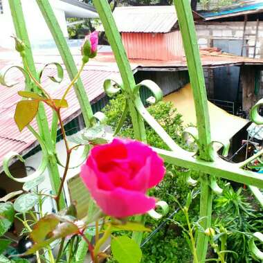 Old Rose 'Conditorum'