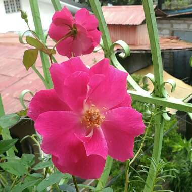 Old Rose 'Conditorum'