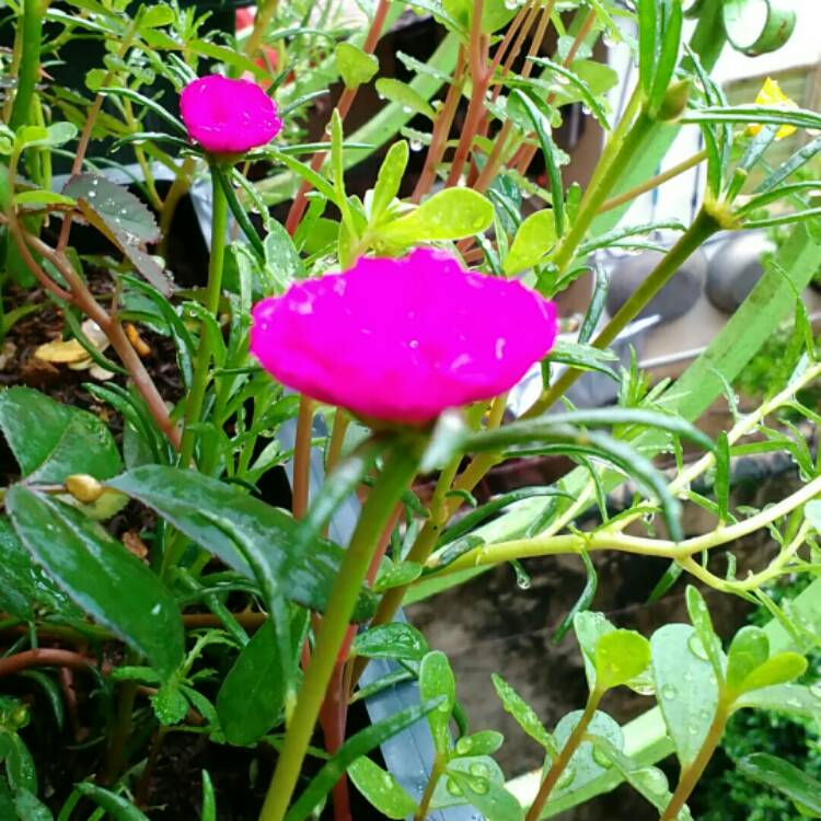 Plant image Portulaca grandiflora 'Pink'