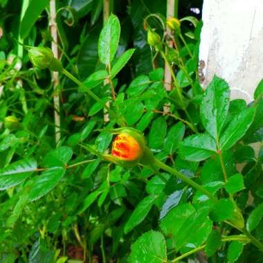 Rose 'Rosemary Harkness'