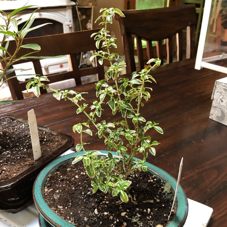 Plant image Serissa japonica (formerly Serissa foetida) var. 'Snowleaves'