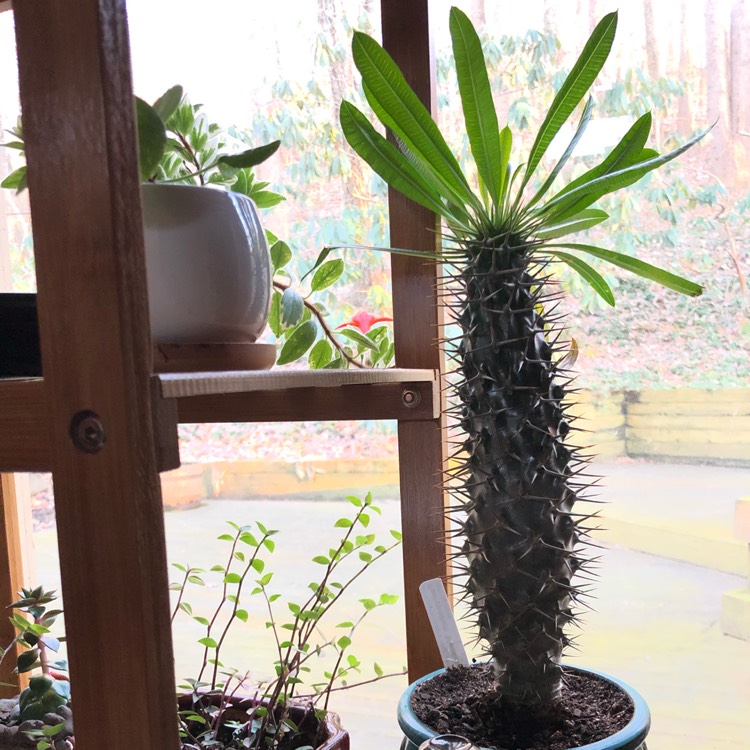 plant image 1243176
