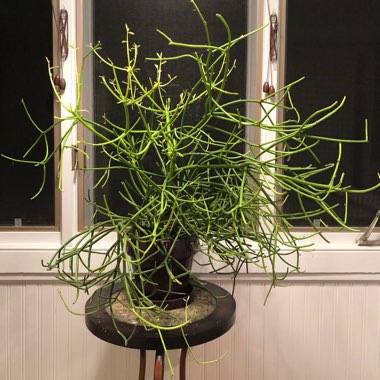 Euphorbia tirucalli
