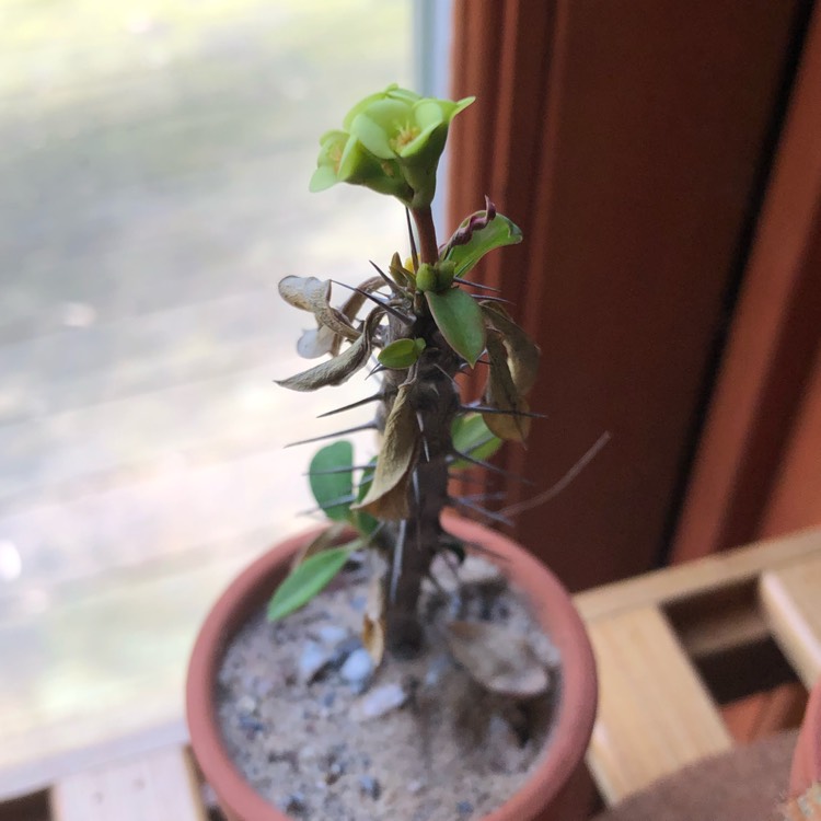 plant image 1248078
