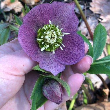 Sarah's garden