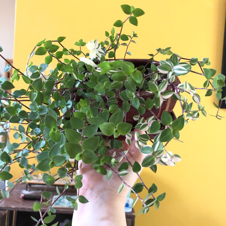 plant image 1274762 plant image 1274762