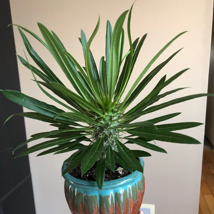 Plant image Pachypodium lamerei