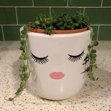 Senecio rowleyanus