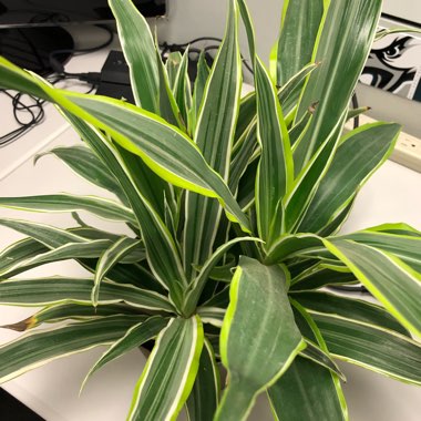 Dracaena fragrans 'Lemon Lime'