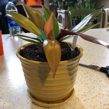Philodendron 'Prince of Orange' syn. Philodendron 'Orange Prince'