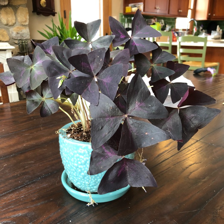 Plant image Oxalis 'Black Velvet'