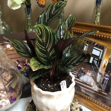 Calathea Ornata syn. Calathea Ornata 'Sanderiana' syn. Goeppertia majestica 'Sanderiana'