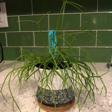 Rhipsalis campos-portoana syn. Erythrorhipsalis campos-portoana
